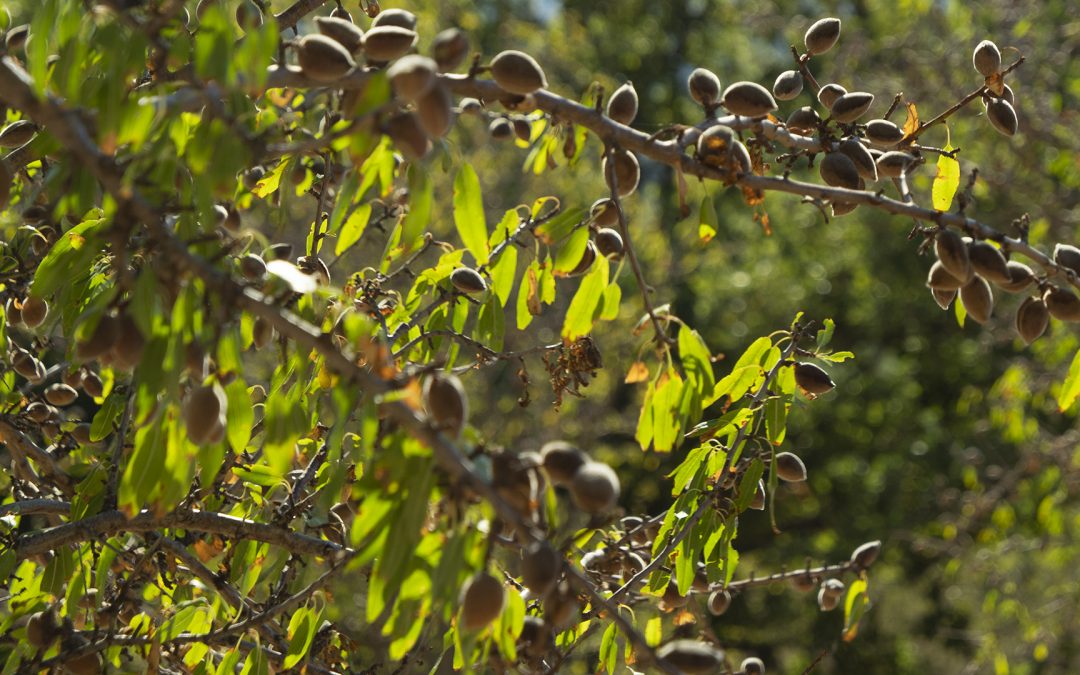 Jean-Pascal Fondacci de Paoli