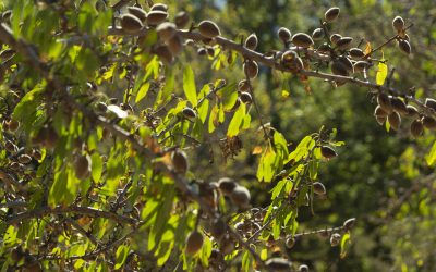 Jean-Pascal Fondacci de Paoli