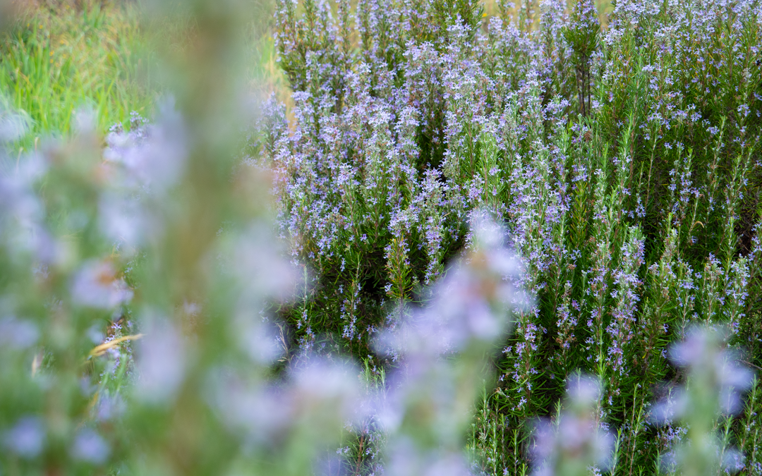 Jean-David Sommovigo