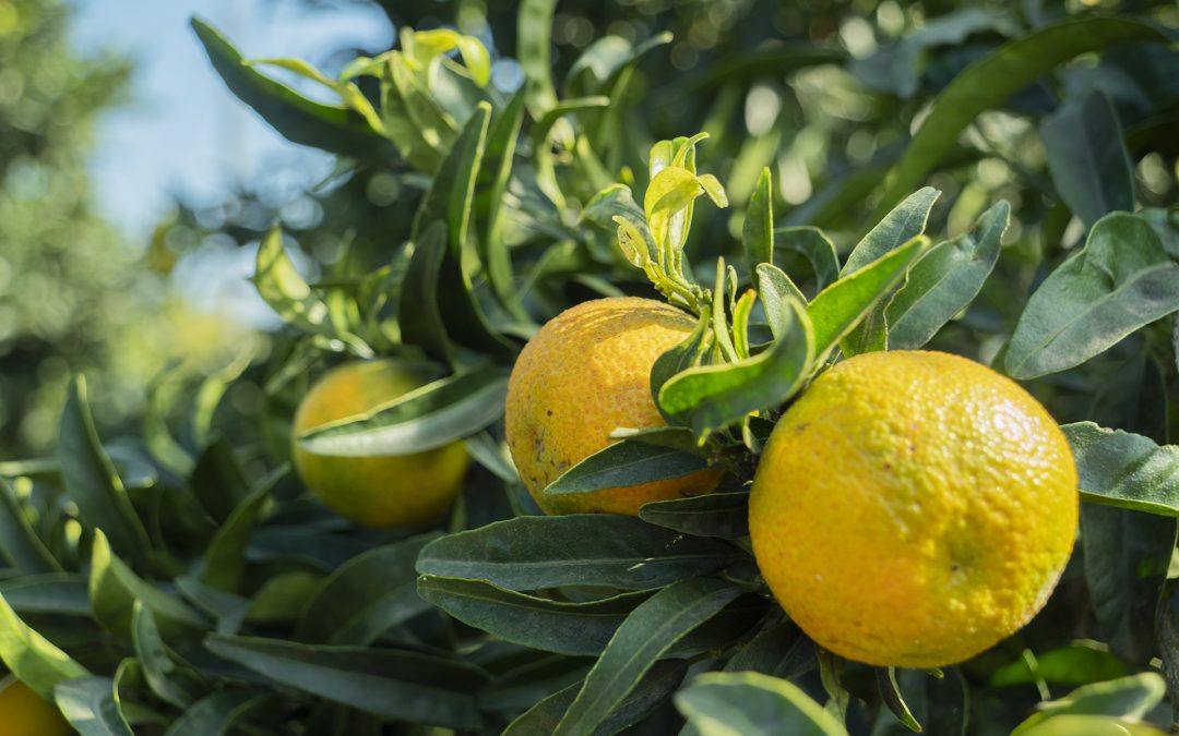 Jean-Toussaint Cipriani